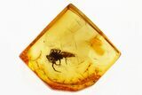Detailed Fossil Jumping Spider (Salticidae) In Baltic Amber #292473-1